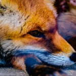 Foxfiny Com