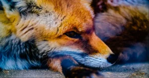 Foxfiny Com