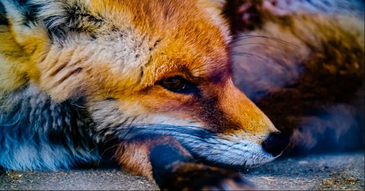 Foxfiny Com