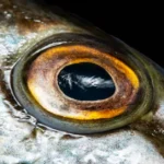 Fish Eyes