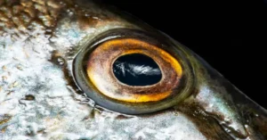 Fish Eyes