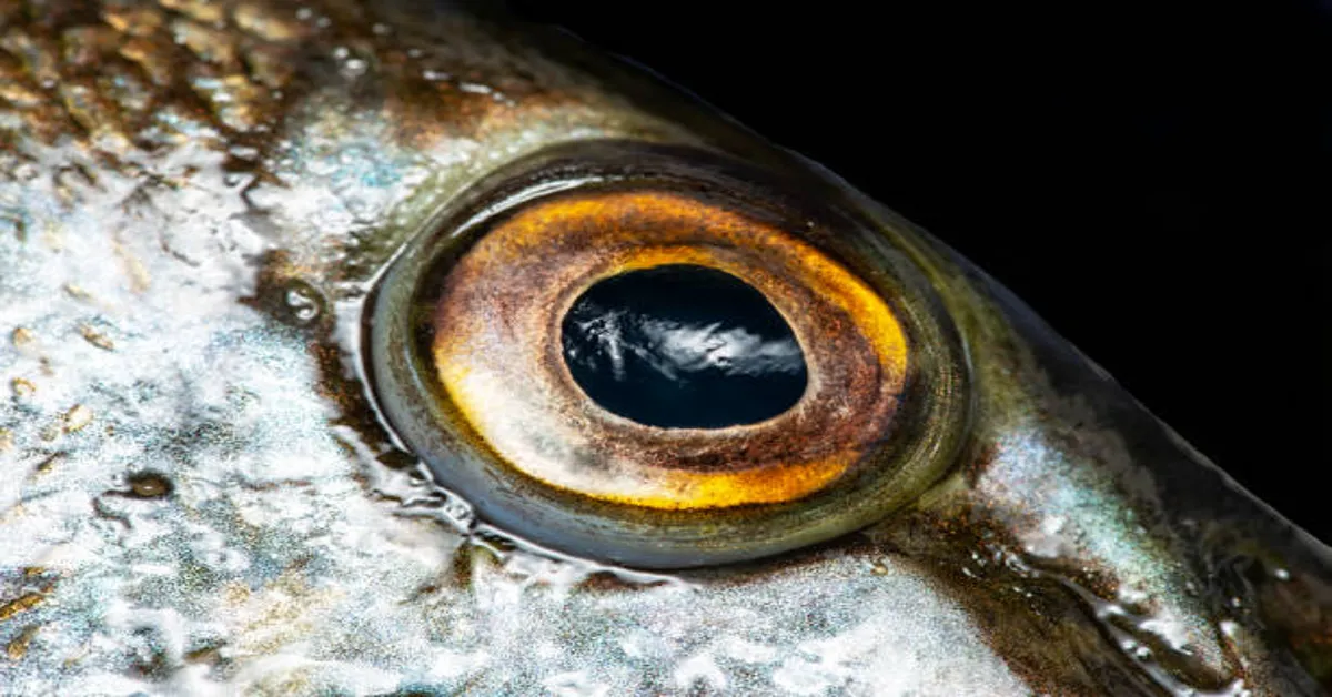 Fish Eyes