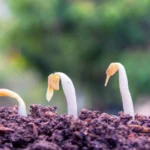 Germinatoire