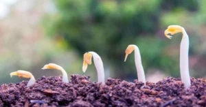 Germinatoire