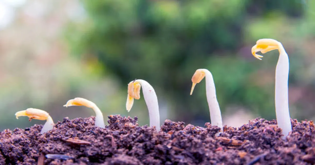 Germinatoire