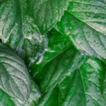 Gush Mints Strain