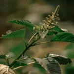 Mata Mato