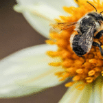 Bee Buddy