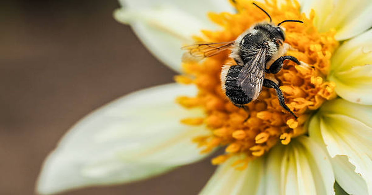 Bee Buddy