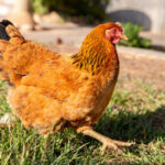 Rhode Island Red