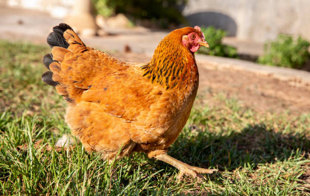 Rhode Island Red