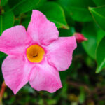 Mandevilla Flower