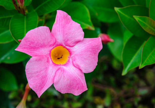 Mandevilla Flower