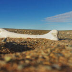 The Lost Bone