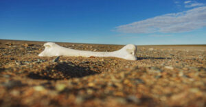 The Lost Bone