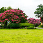 Crepe Myrtle