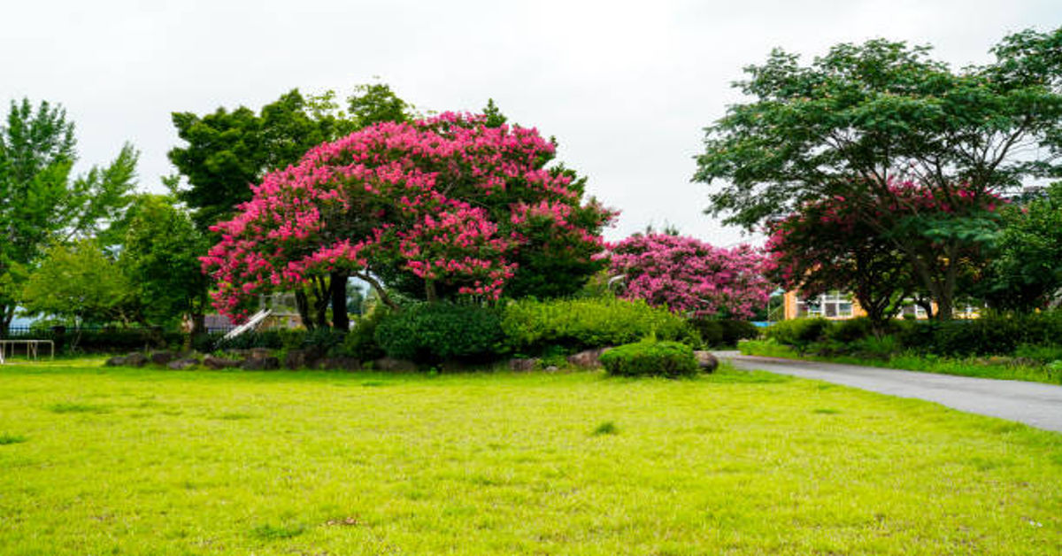 Crepe Myrtle