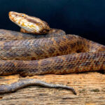 Water Moccasin