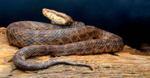Water Moccasin