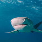 Lemon Shark