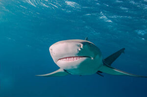 Lemon Shark