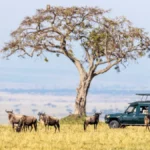Kenya Safari Itinerary: The Complete 7–10 Day Route Guide