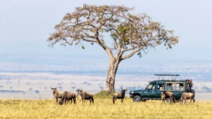 Kenya Safari Itinerary: The Complete 7–10 Day Route Guide