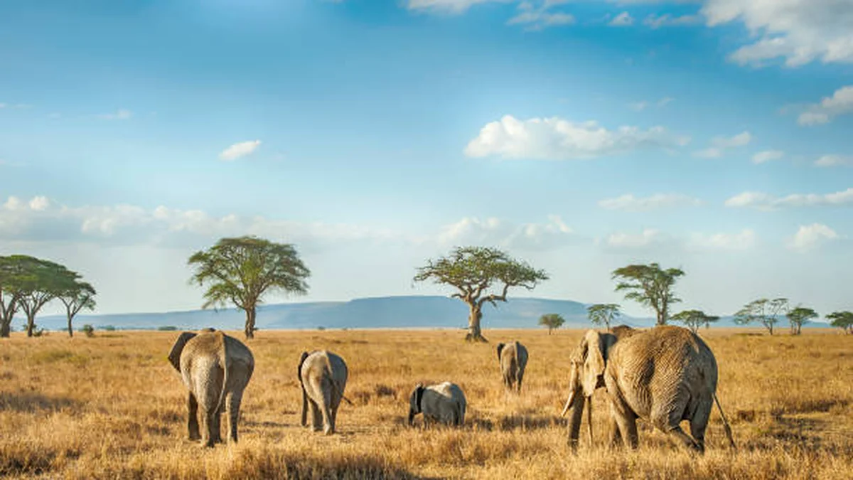 Luxury Safari Tanzania — Where to Go, When & What It Costs