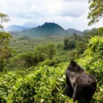 Mountain Gorillas in Uganda: Permits, Cost, Best Time to Go