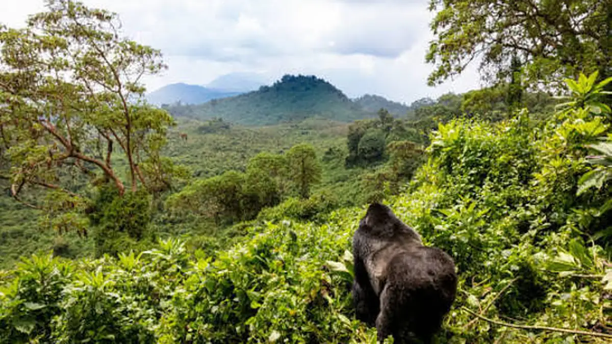 Mountain Gorillas in Uganda: Permits, Cost, Best Time to Go
