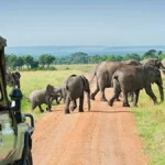 Tanzania Safari and Zanzibar: The Complete Guide to Both